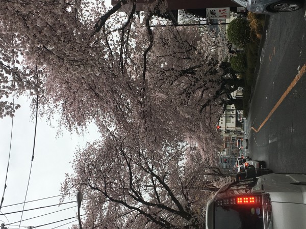 桜が満開です！サムネイル