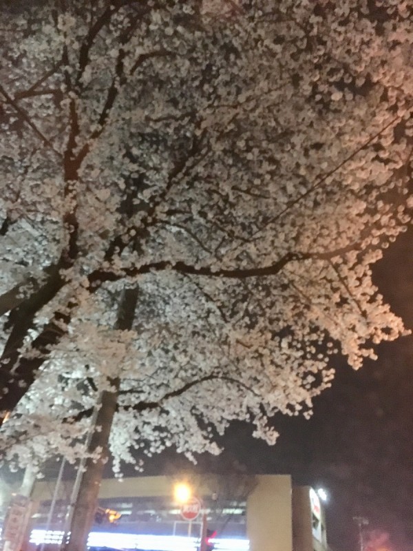 桜、満開です！サムネイル